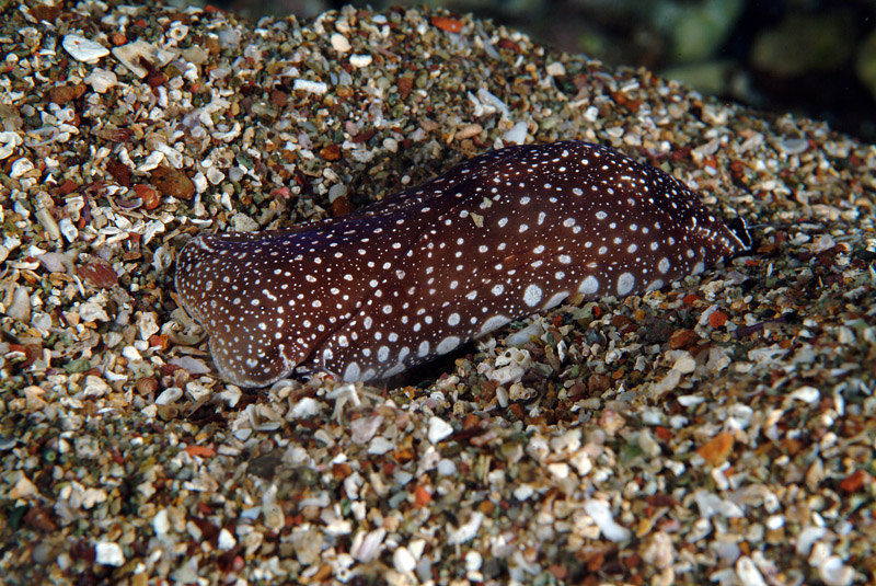 Aglaja tricolorata